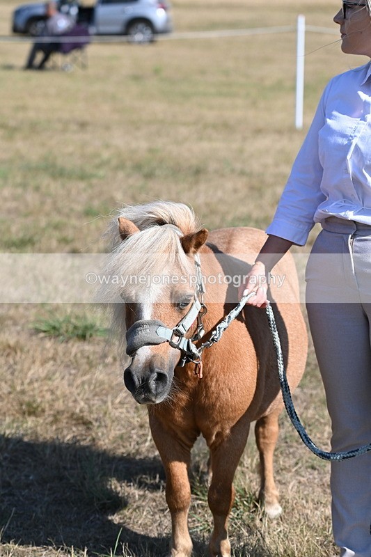 WJ6_7311 - Class 33 Rescue Pony