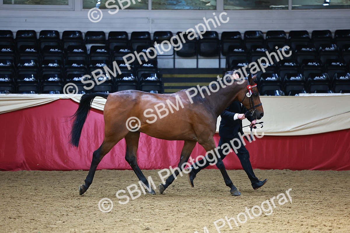 SBM_23225 - Class 903 - Supreme Final - IH Pre Vet