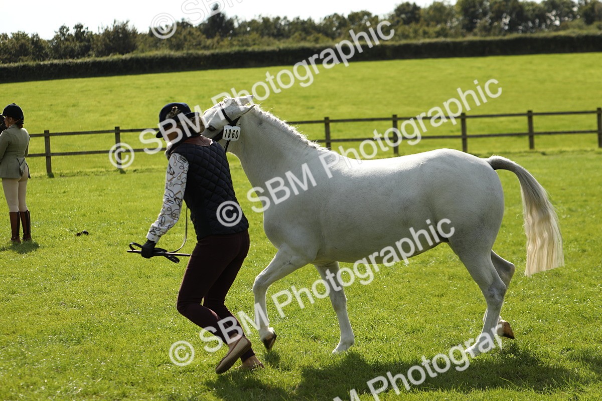 SBM_65596 - S48 - Show Pony & Show Hunter Pony In Hand
