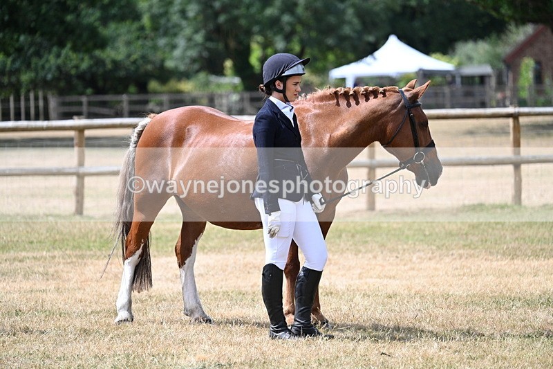 WJ7_1923 - Class 4a Prettiest Mare 14.2hh and over hand
