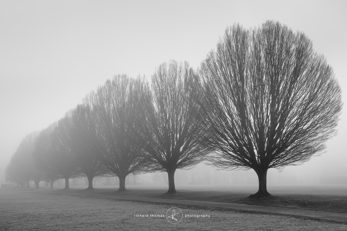 Fastigiata End - Fastigiata