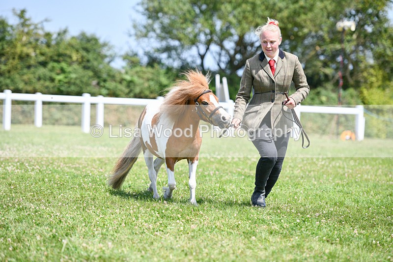 DSC_7376 - Class 62: Coloured Pony Youngstock