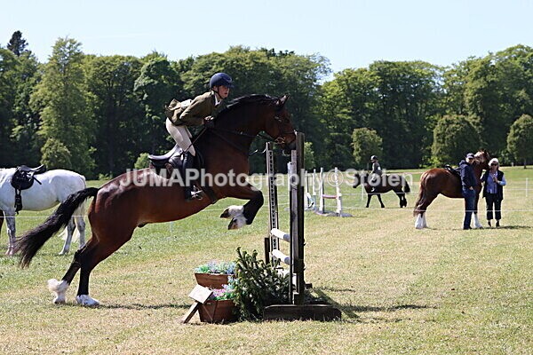IMG_4206 - Working Hunter