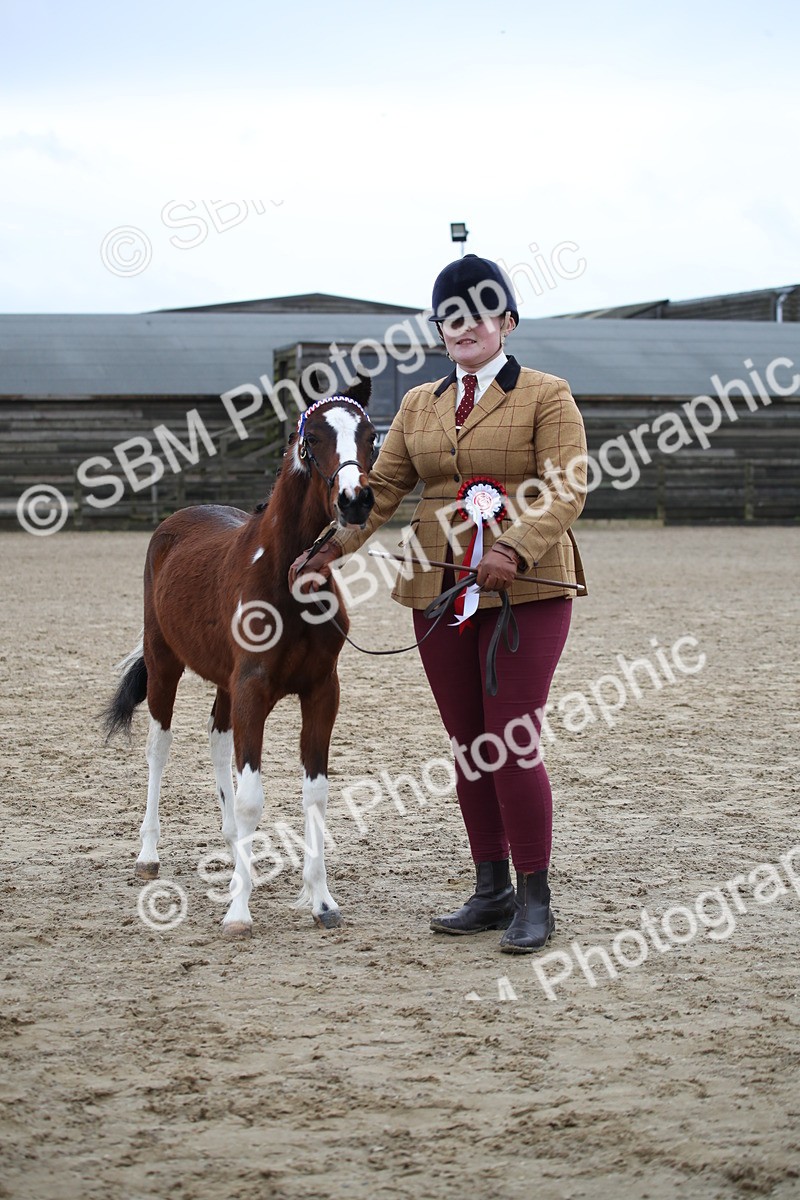 SBM_004585 - Class 5-9 - NPS In Hand-Show Hunter-Intermediate Ridden Inc Ridden Championship