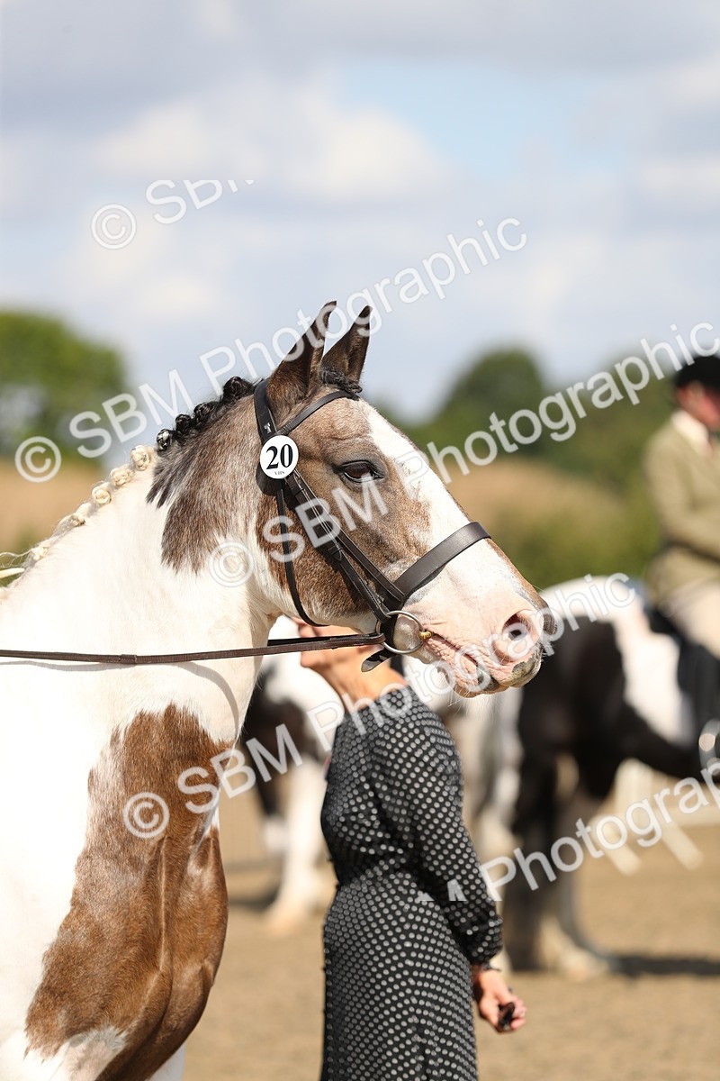 SBM_03215 - Class 44 Riding Club Horse/ Pony