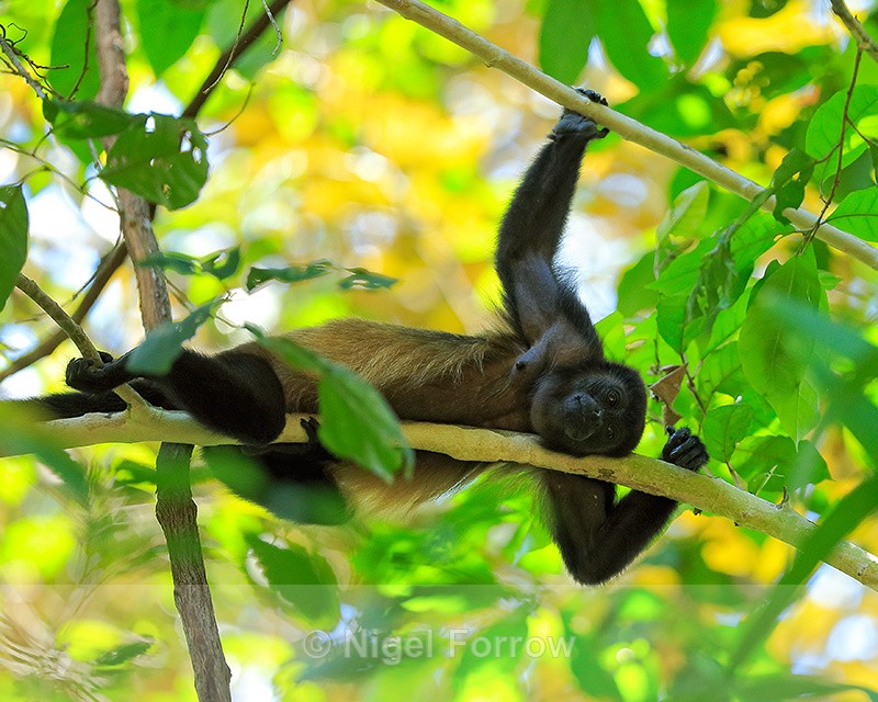 Howler Monkey resting, Manuel Antonio, Costa Rica - Monkey