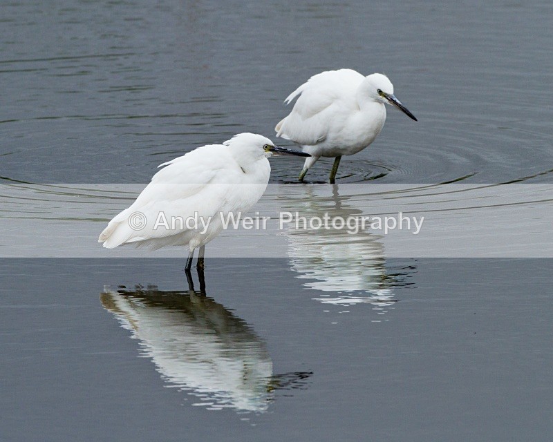 2010 07 10_WE_1305 - Herons & Egrets