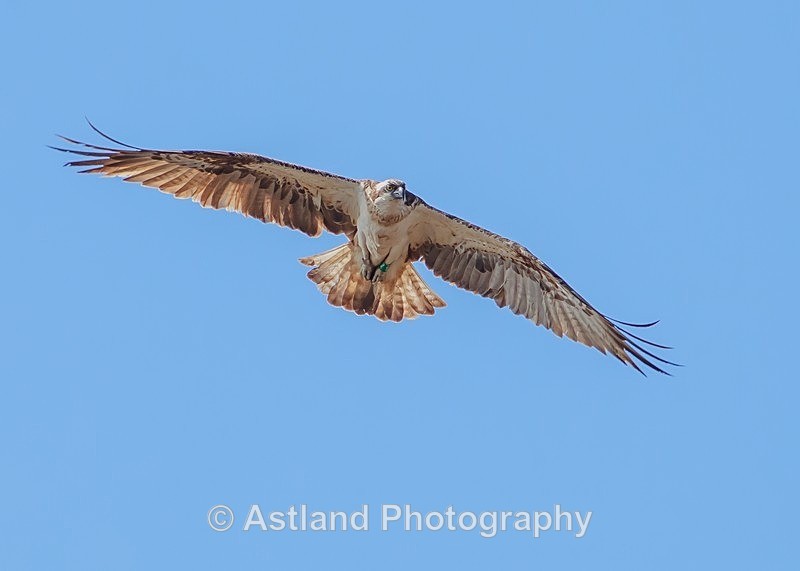 Astland Photography, Bird and Wildlife Images, Susan and Peter Wilson, U.K.