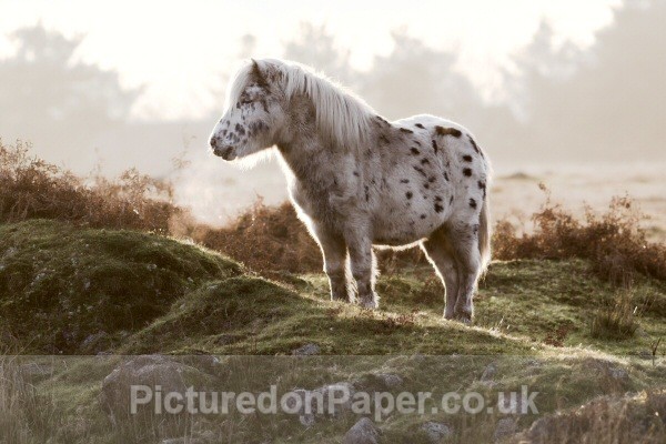 Snoozing - Horses and Ponies
