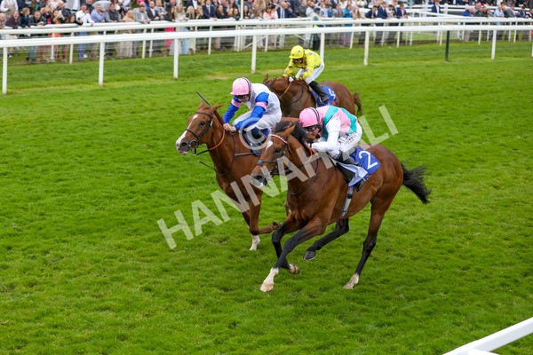 150624-Race 3-Klondike-6133 - Race 3 3.00pm Sky Bet Race To The Ebor Grand Cup Stakes