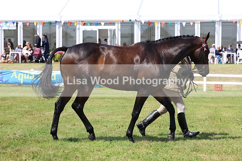 3E7A1182 - Class 8: Open Riding Horse/Hack