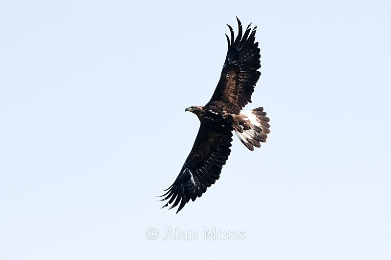 Juvenile Golden Eagle - Wildlife