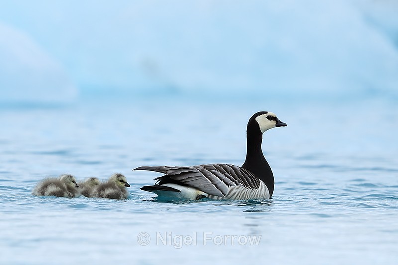 Barnacle Goose & chicks on lagoon, Jokulsarlon, Iceland - Barnacle Goose