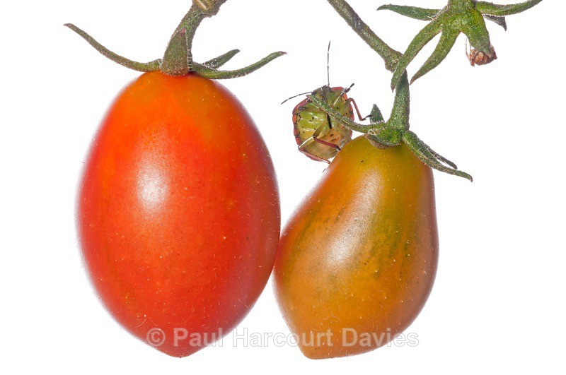 Tomato (Solanum lycopersicum) with Shield Bug (Nezarla viridula) - Plants - WB