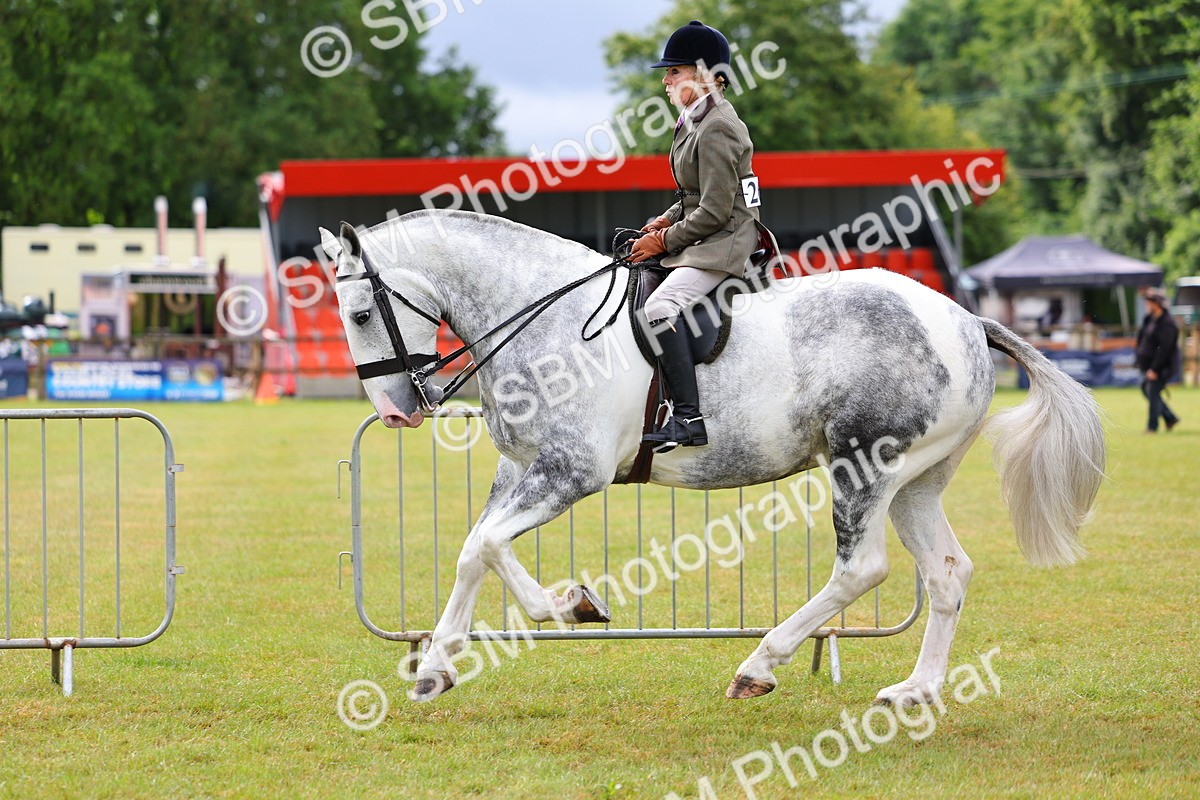 SBM_02523 - Class 9-11 Side Saddle including LIHS Rising Star Ladies Show Horse