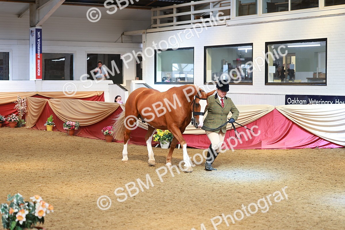 SBM_10709 - Class 103 - HOYS Veteran Qualifier - Ridden Pre Vet