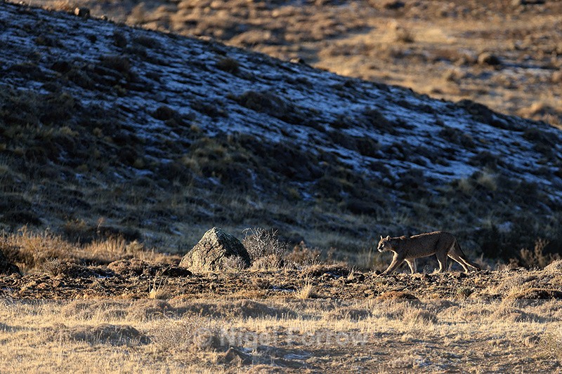 Puma walking, late afternoon sun, Torres del Paine, Chile - Puma