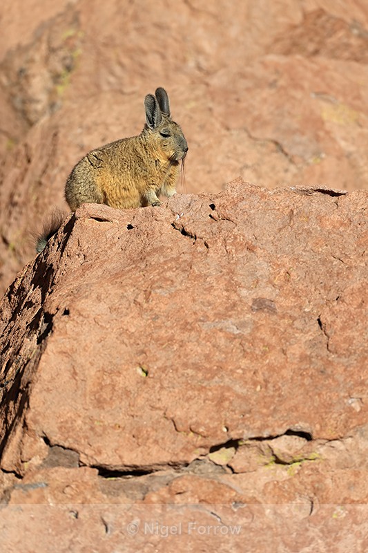 Southern Mountain Viscacha, Antofagasta Region, Chile - Viscacha