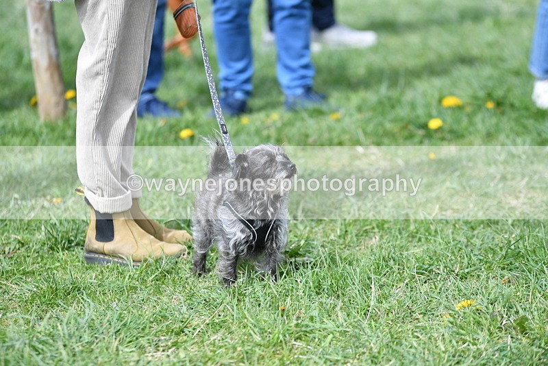 WJ5_9713 - Class 3 Most Handsome Dog