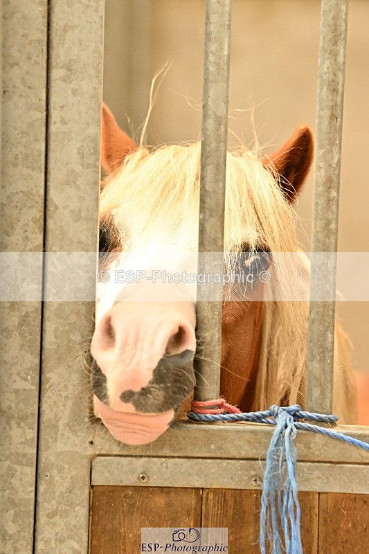 250821B-125904-00466 - Stable Shots and Group Photo