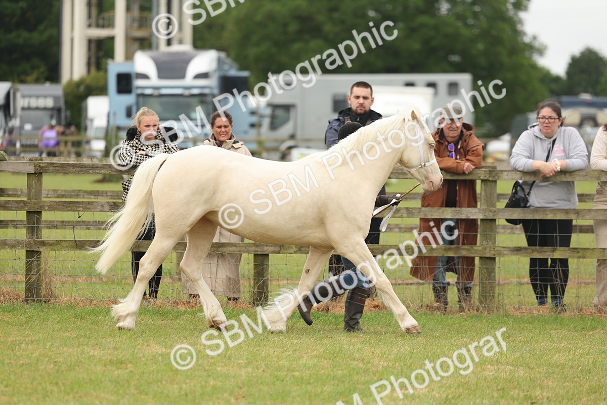 SBM_02377 - Class 50-57 - M&M Welsh Pony In Hand