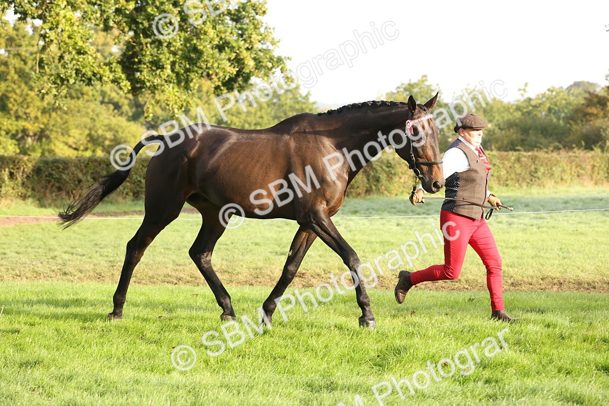 SBM_54951 - S52 - Riding Horse & Hack & thoroughbred In Hand
