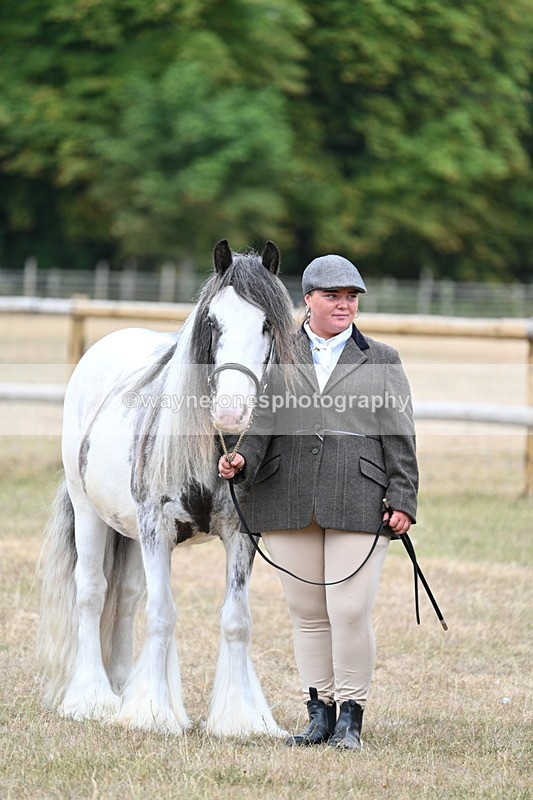 WJ7_9658 - Class 5 Most Handsome Gelding (up to 14.2hh)