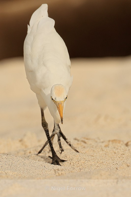 Cattle Egret eyes fixed on food, Espanola, Galapagos - Cattle Egret