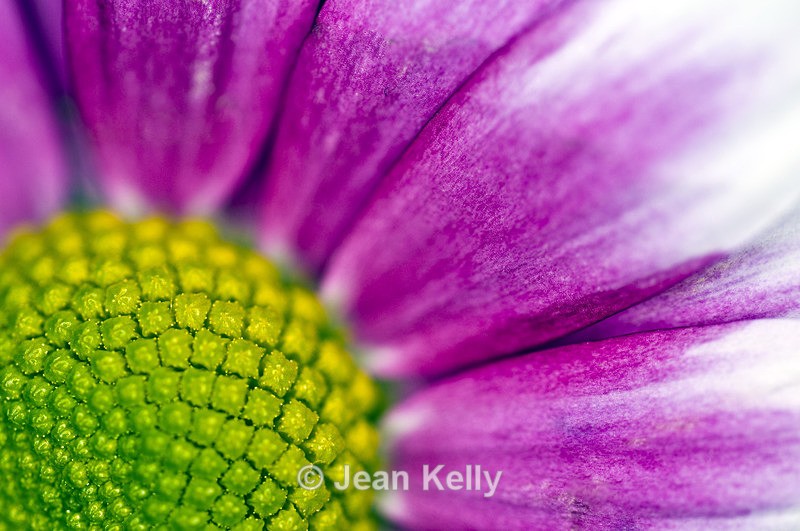 Flower - 2577 - Pink