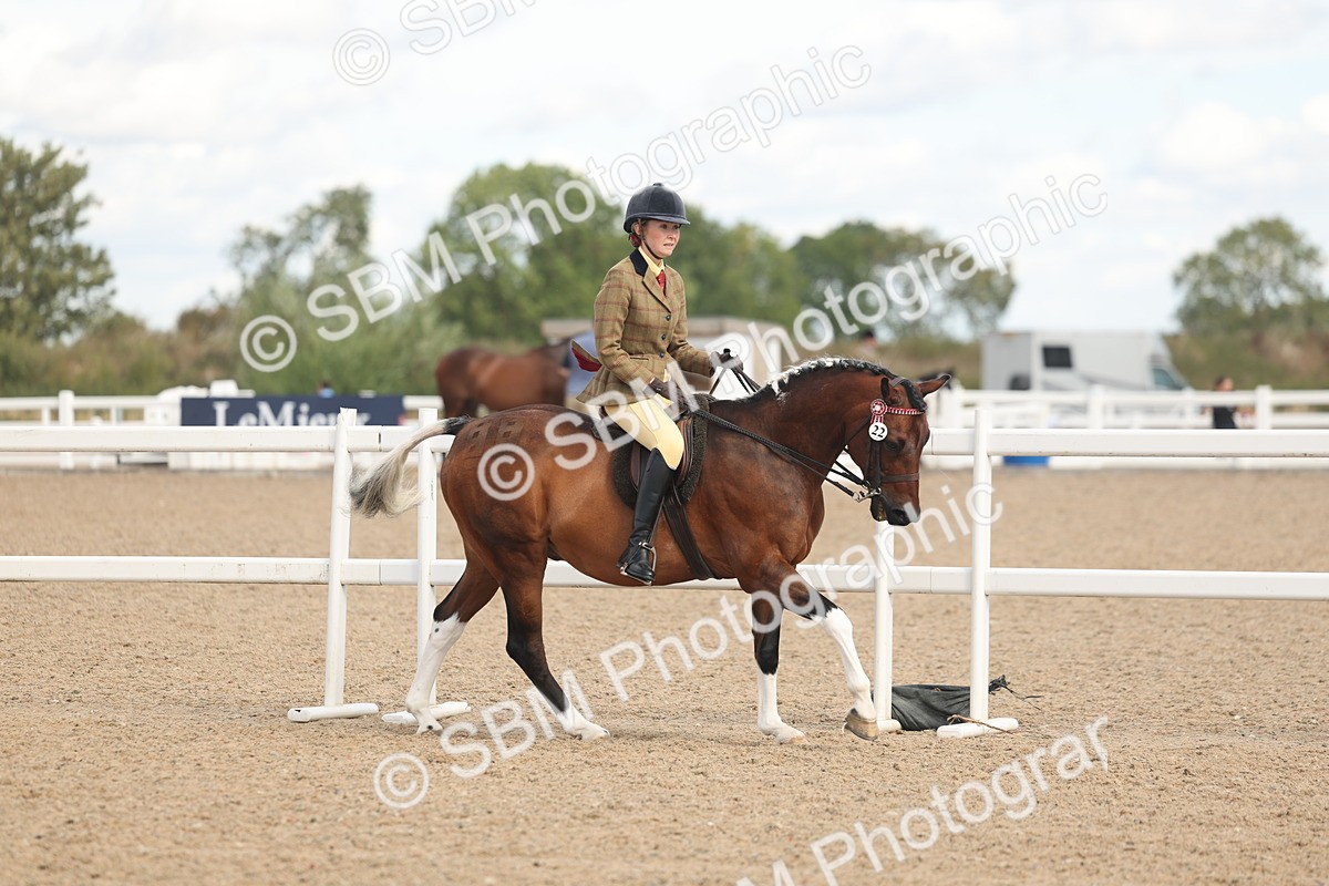 SBM_14648 - Class 307 - Ridden Coloured Pony