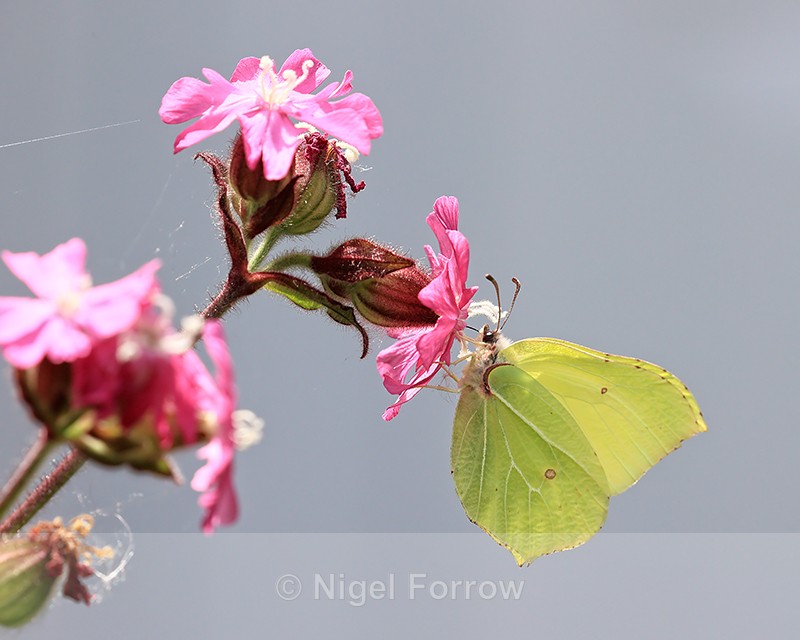 Brimstone (male) on red campion, Oxfordshire, UK - INSECTS