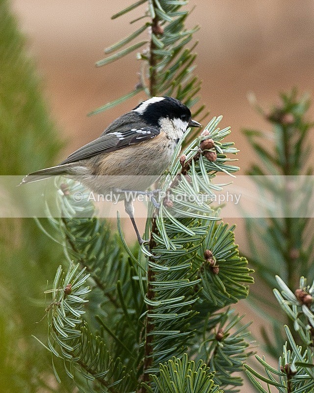 20090110-034 - Coat Tit