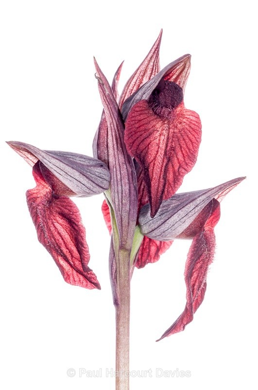  - WB: Orchids - Various
