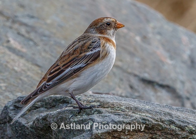 Snow Bunting - Latest Images