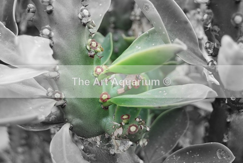  - Plants with Colour