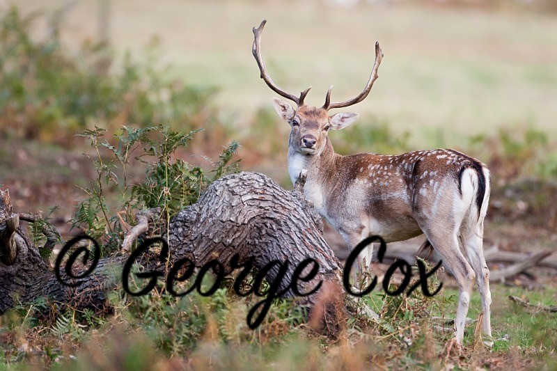fallow deer