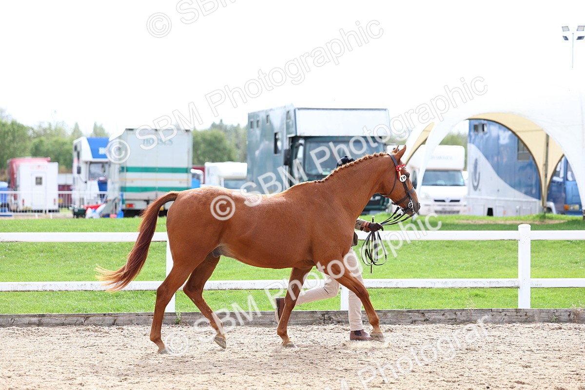 SBM_04464 - Class 26 - IH Foreign Breeds - Part Bred
