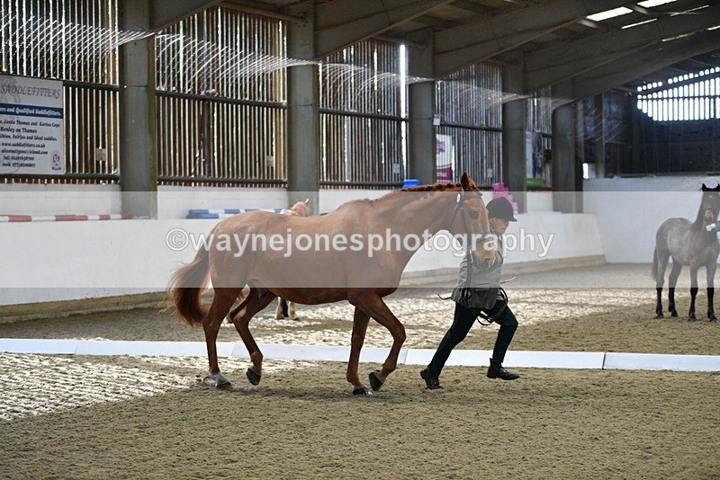 WJ5_3625 - Class 5 In Hand Veterans