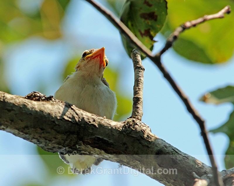 Red-eyed Vireo Chick - Birds of Atlantic Canada