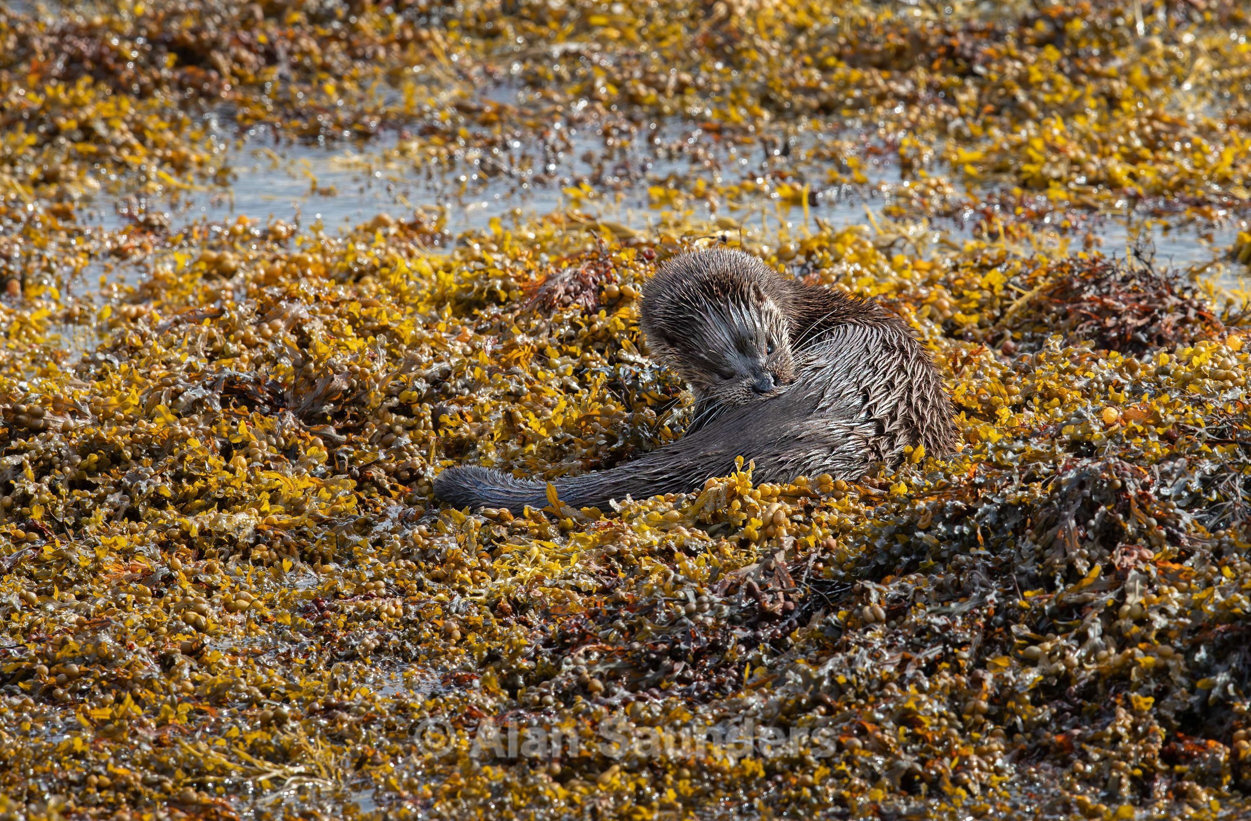 Eurasian Otter 26