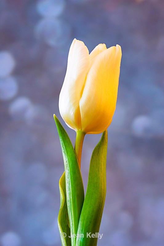 White tulip - DSC_2942 - White