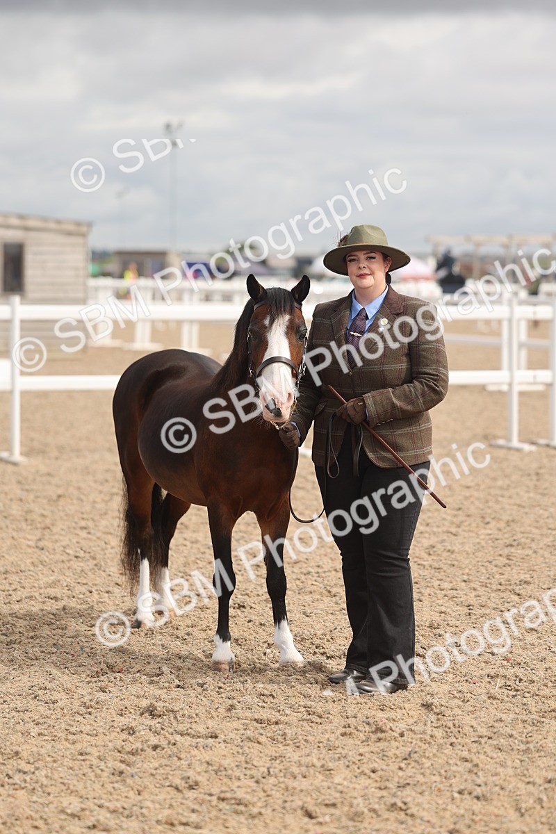 SBM_04404 - Class 18 - Handsomest Gelding (IH or Ridden)