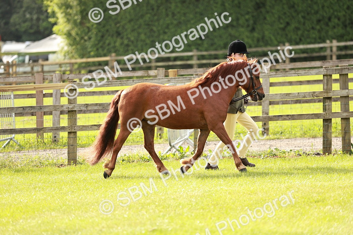 SBM_00436 - Class 14-23 - Mountain & Moorland In Hand Non Welsh