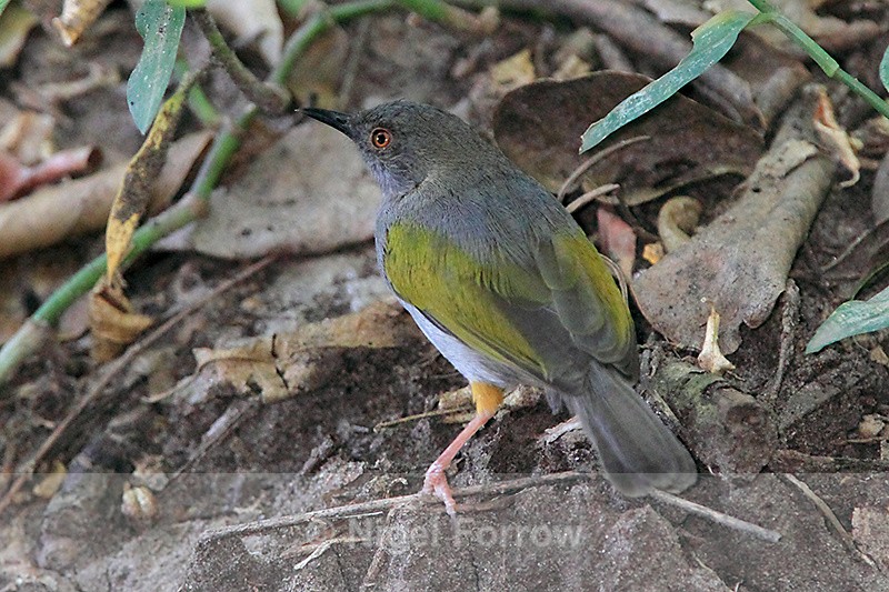 Grey-backed Camaroptera on the ground - Grey-backed Camaroptera
