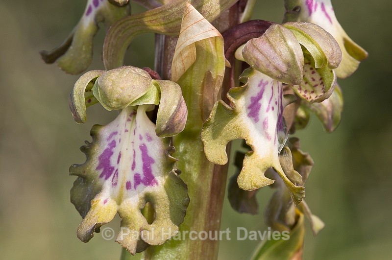  - Orchids - Various