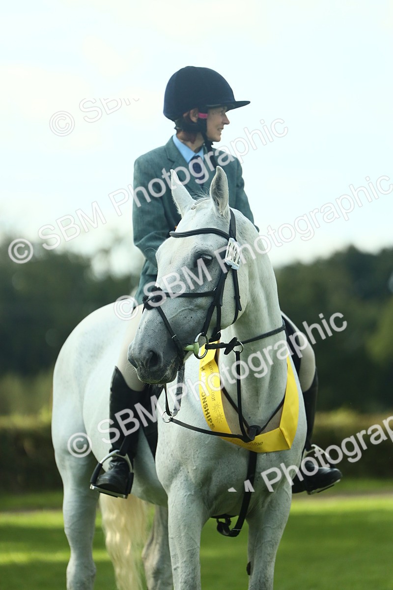 SBM_52226 - S33 - Working Hunter & Working Show Horse