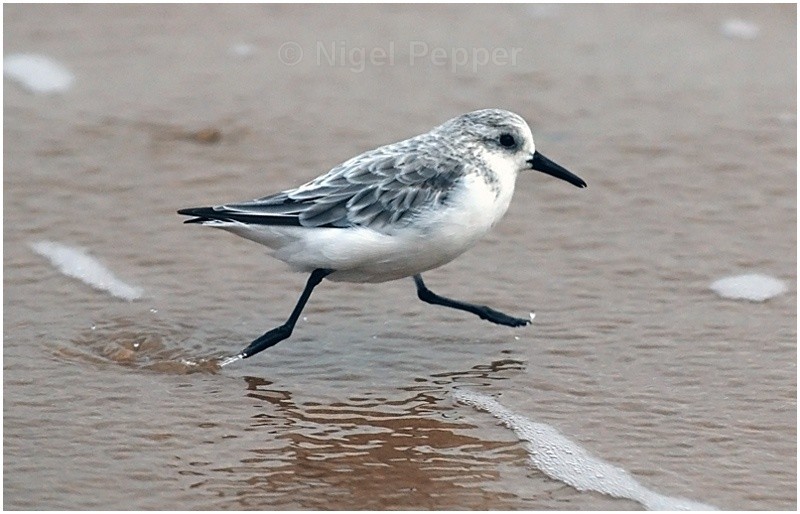 Sanderling - Sanderlings and Turnstones