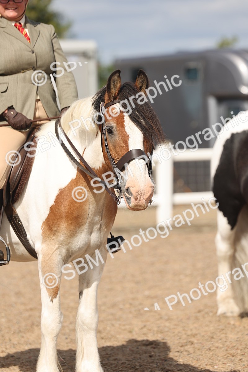 SBM_14795 - Class 308 - Ridden Coloured Horse