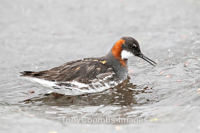 Red-necked Phalarope (f) - Iceland