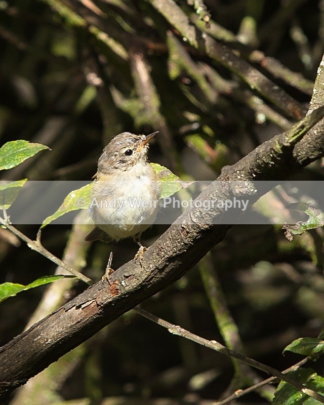 20110910-_MG_6380 - Warblers